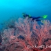 seafan_res_h_0705_png0014.jpg